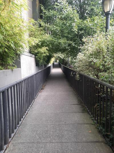 A straight path foward surrounded with trees and bushes.