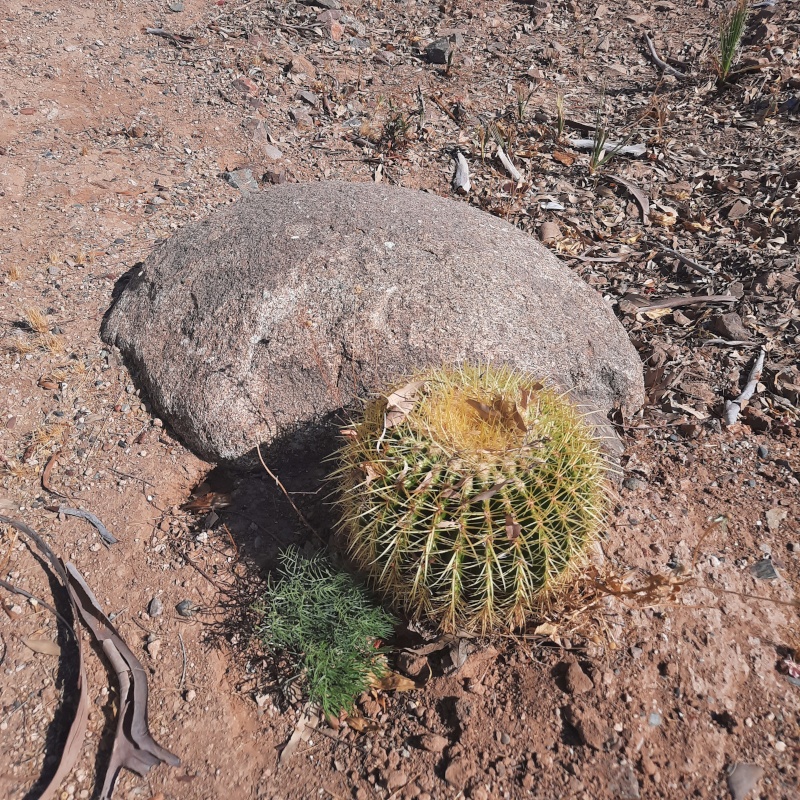 A small cactus and a rock in the middle of a dirt and stick infested ground