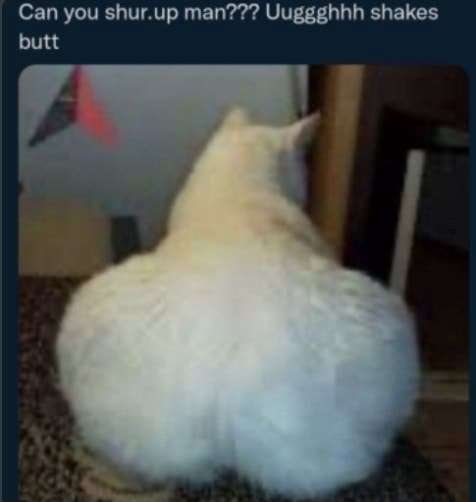 Funny meme that has a cat with big butt cheeks reading: Can you shur.up man??? Uuggghhh shakes butt